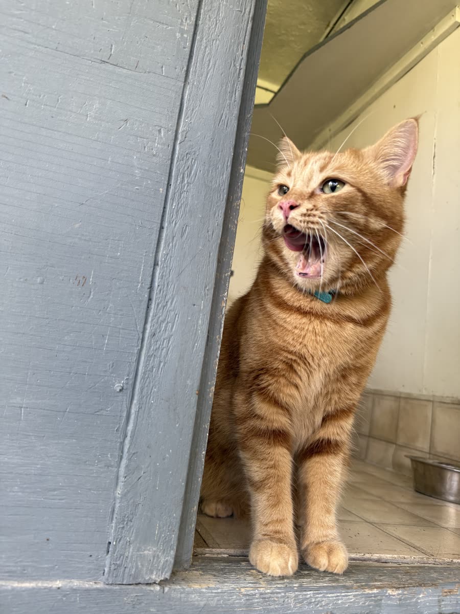 Satsuma, Chief Tickle Tester